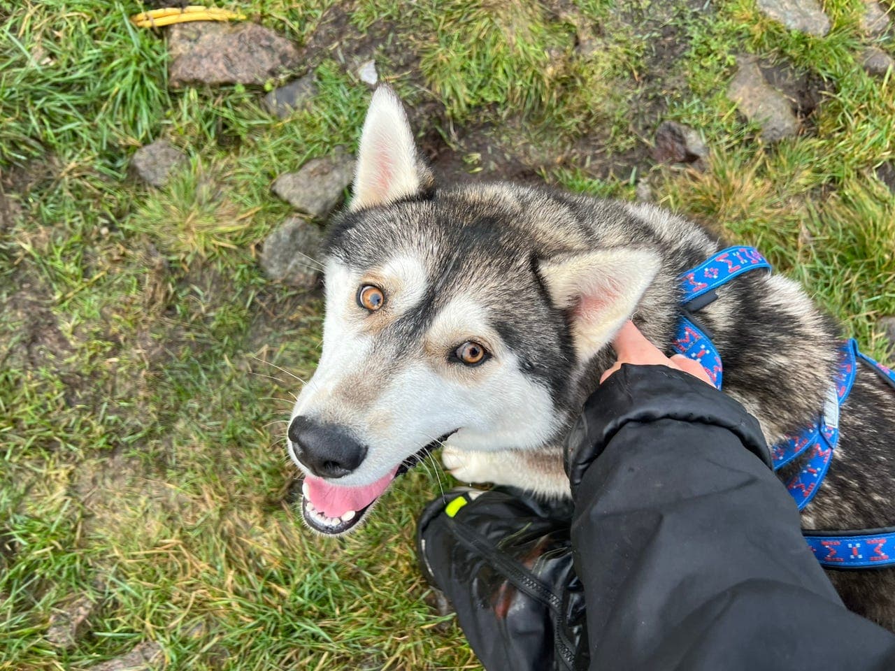 Siberian Husky hann 2 år omplasseres