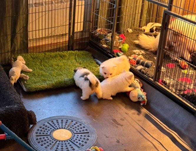 Nydelige mittelspitz valper