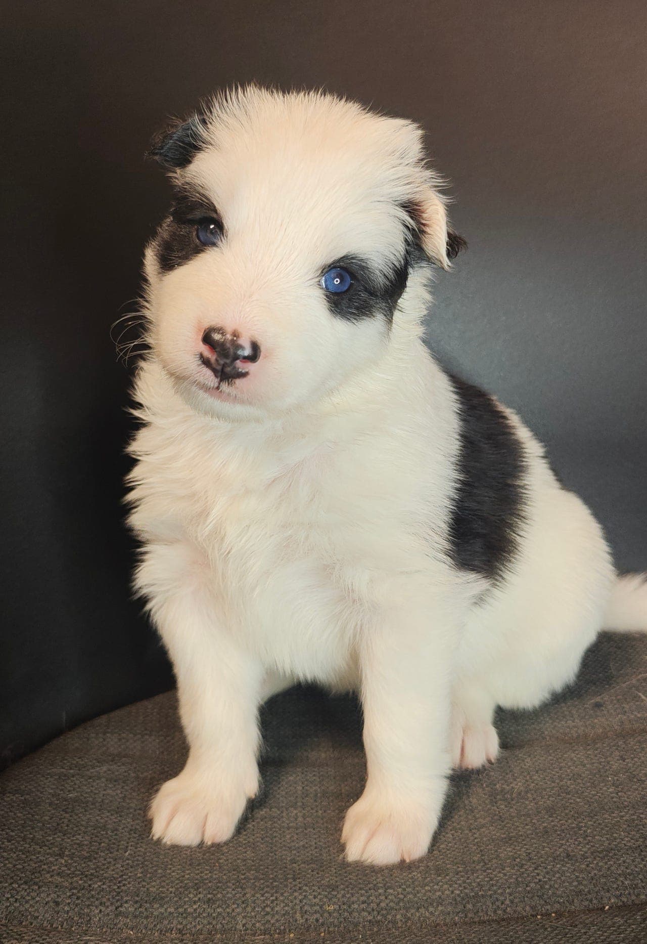 Yakutian laika valper - 1 ledig tispe