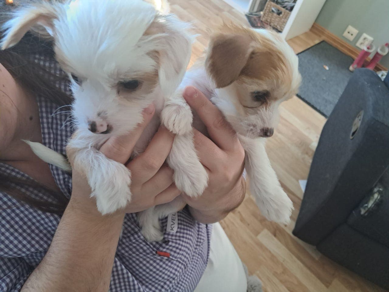 chinese crested valper