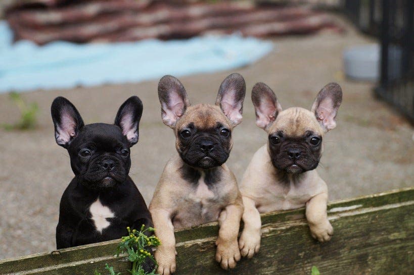 Fransk Bulldog Valper