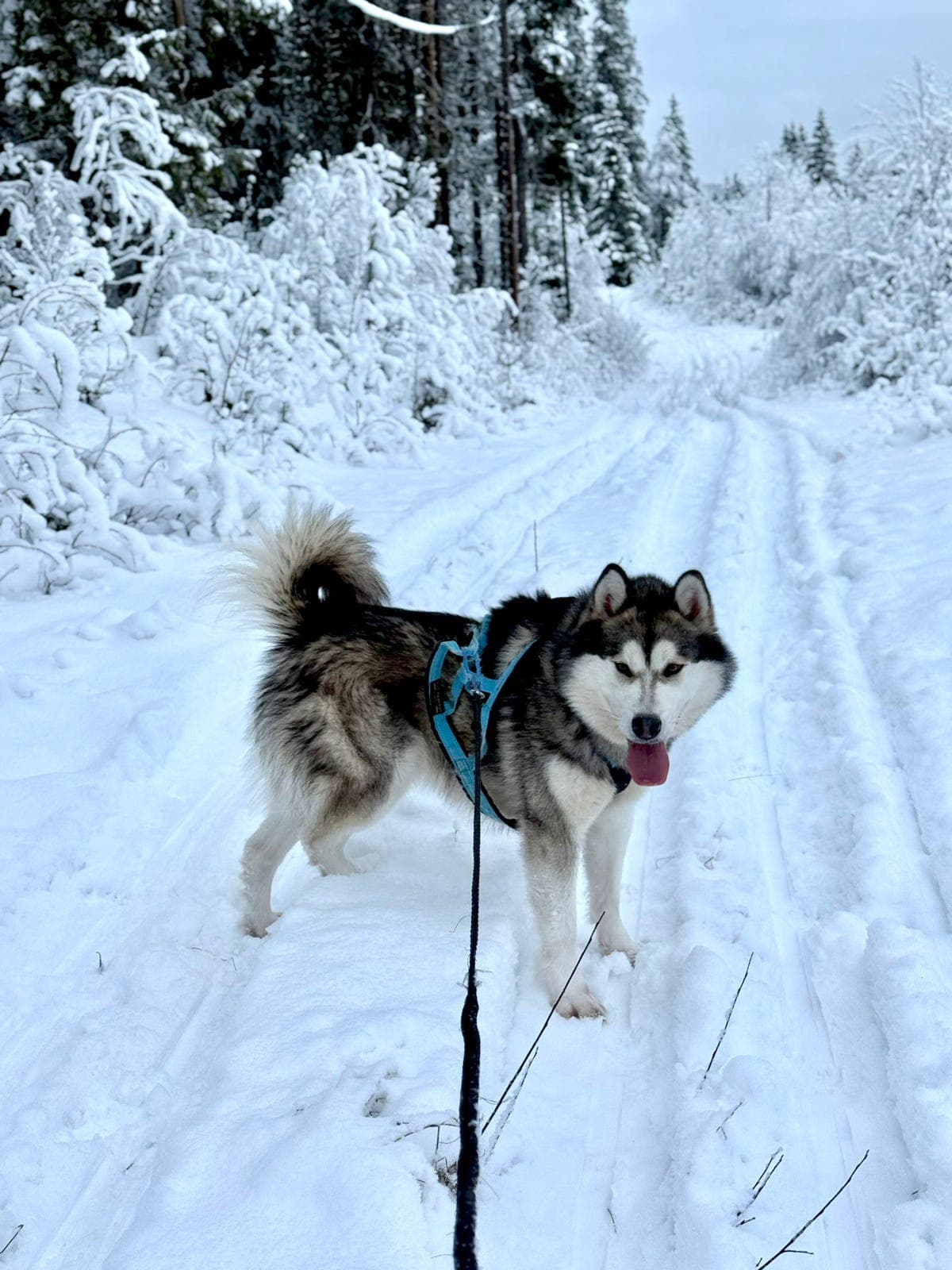 Alaskan malamute hannhund 2 år