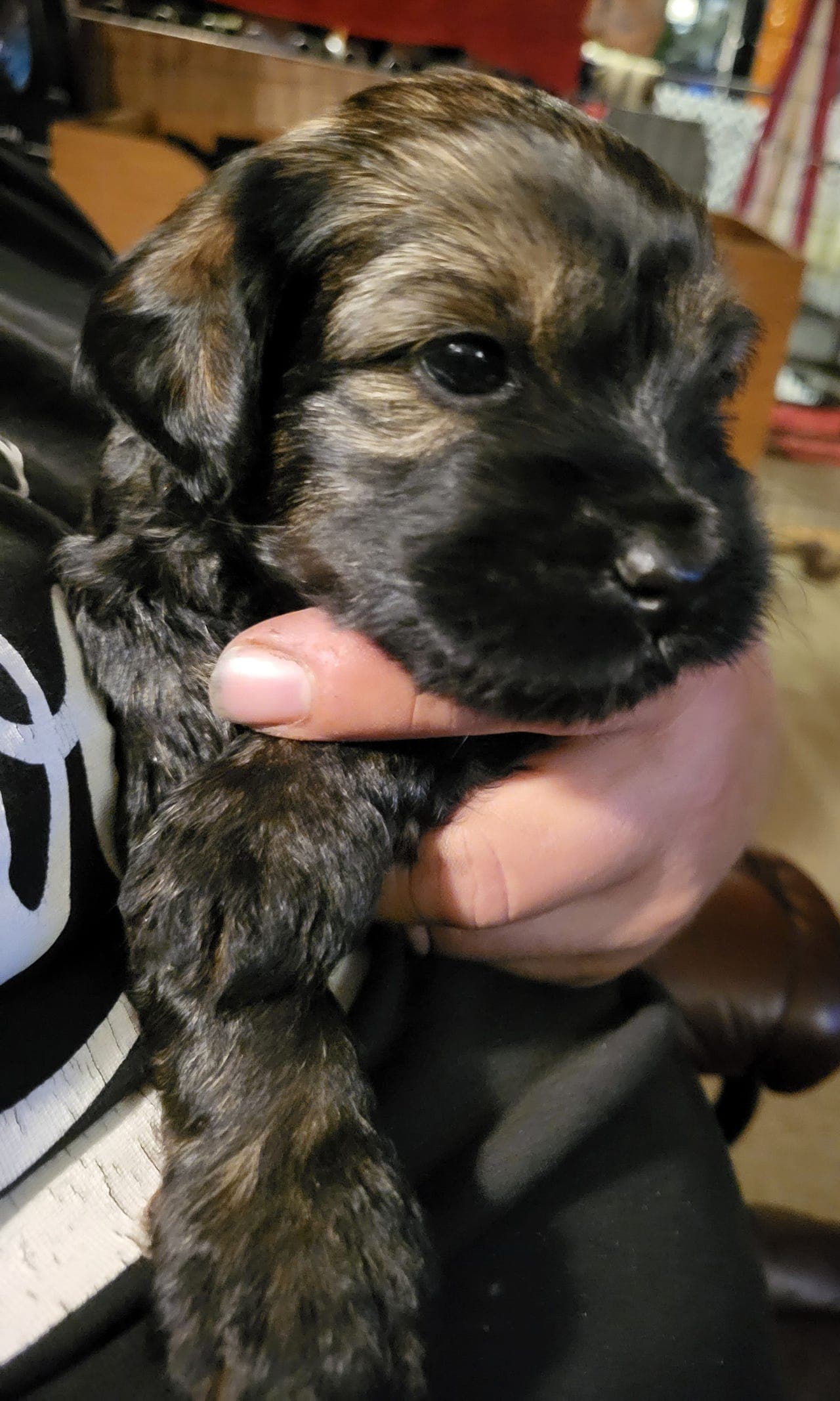 Tibetansk Terrier valper til salgs