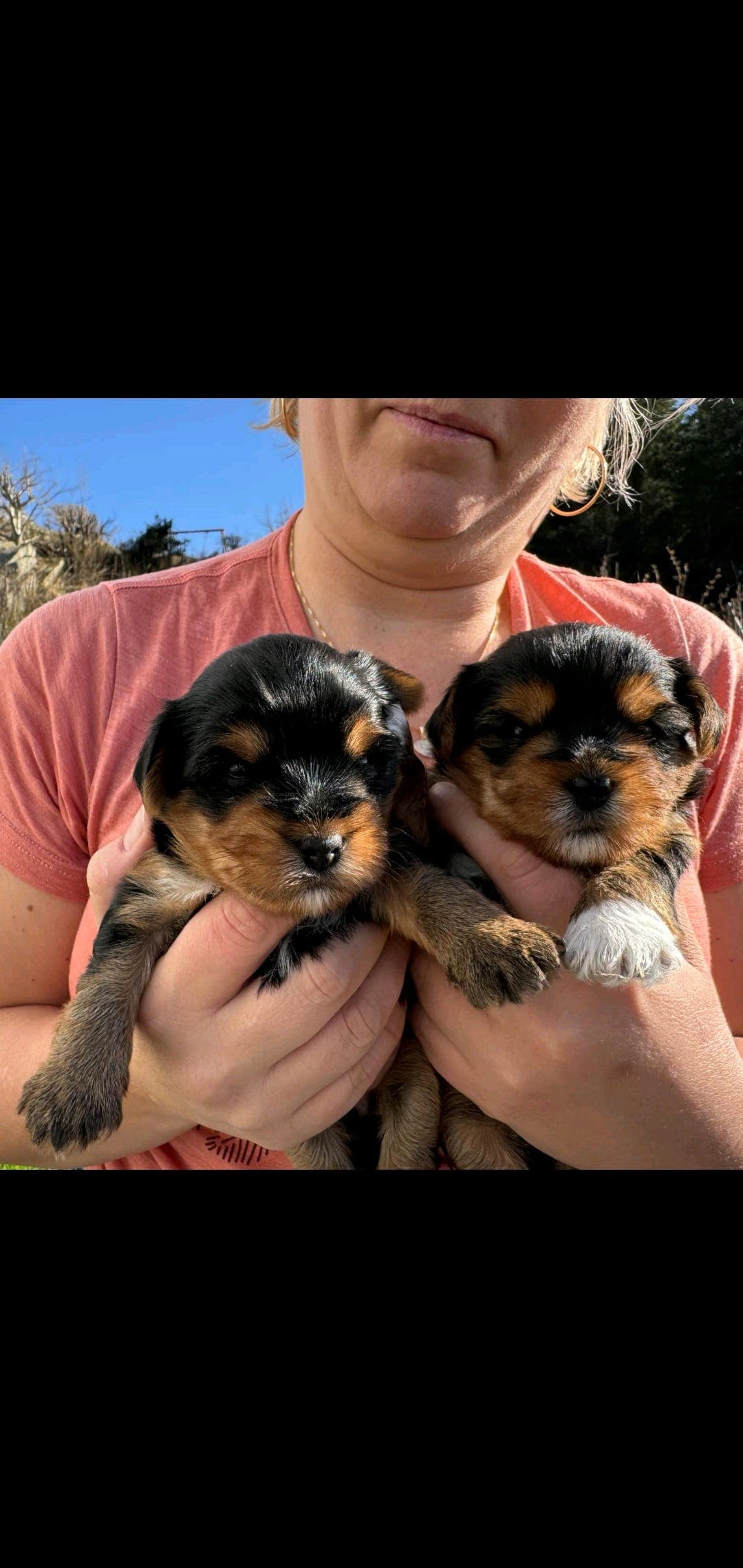 Yorksherterier valper