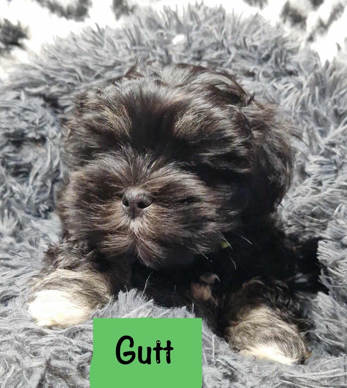 2 flotte gutter 14 uker  Leveringsklare Lhasa Apso Valper NKK reg