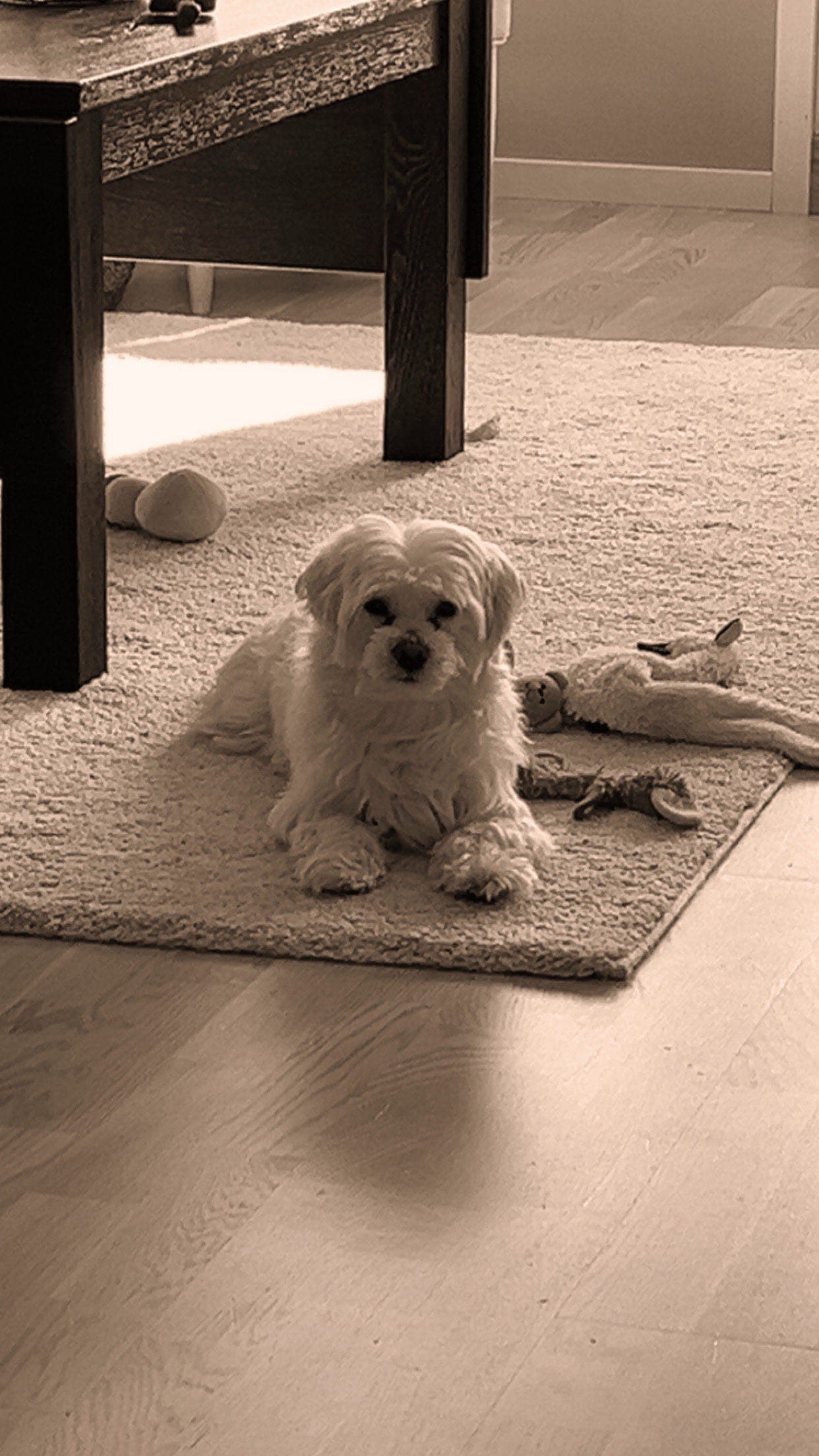 Zlatan søker avlastningshjem