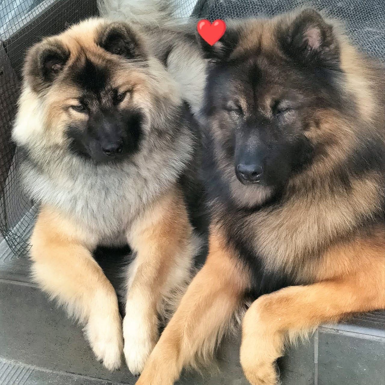 Eurasier valper