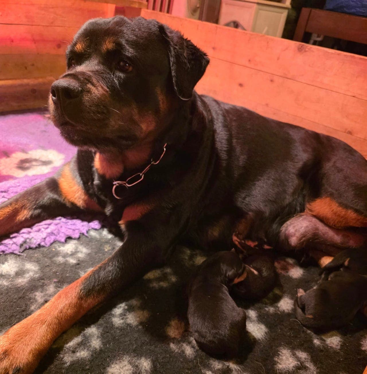 Jeppekroken har valper til salgs