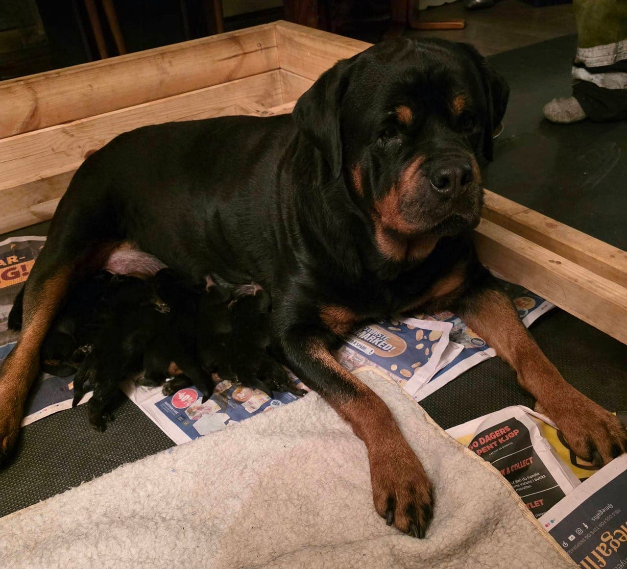 Jeppekroken har flotte Rottweiler valper