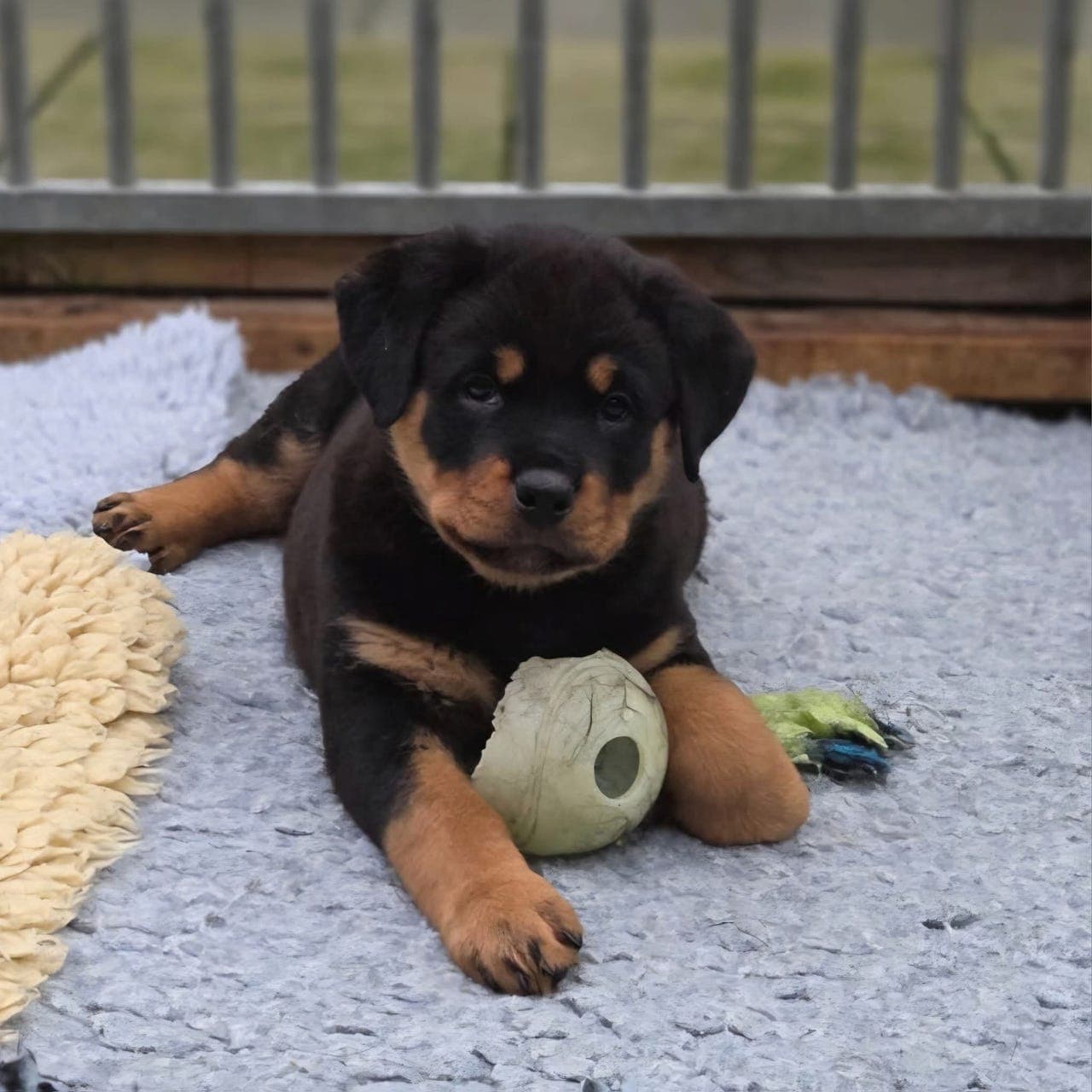 Jeppekroken's Ellen (Rottweiler tispe valp)