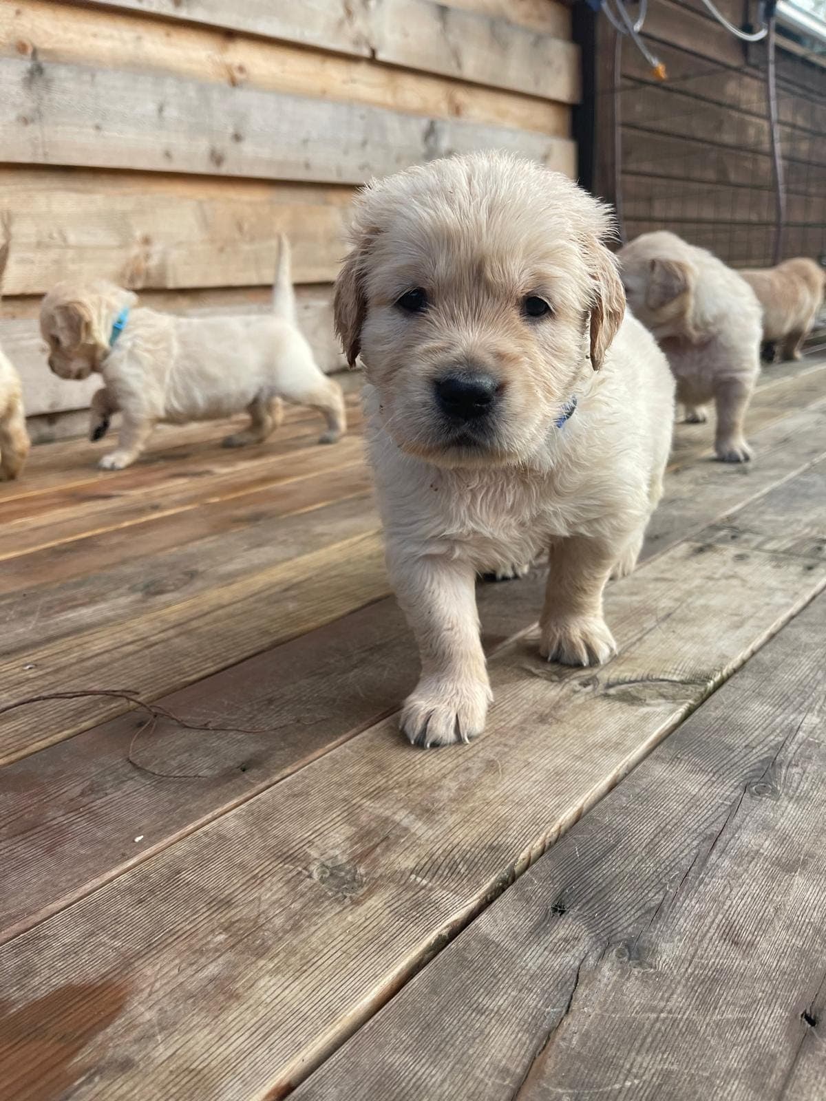 Golden Retriever valper