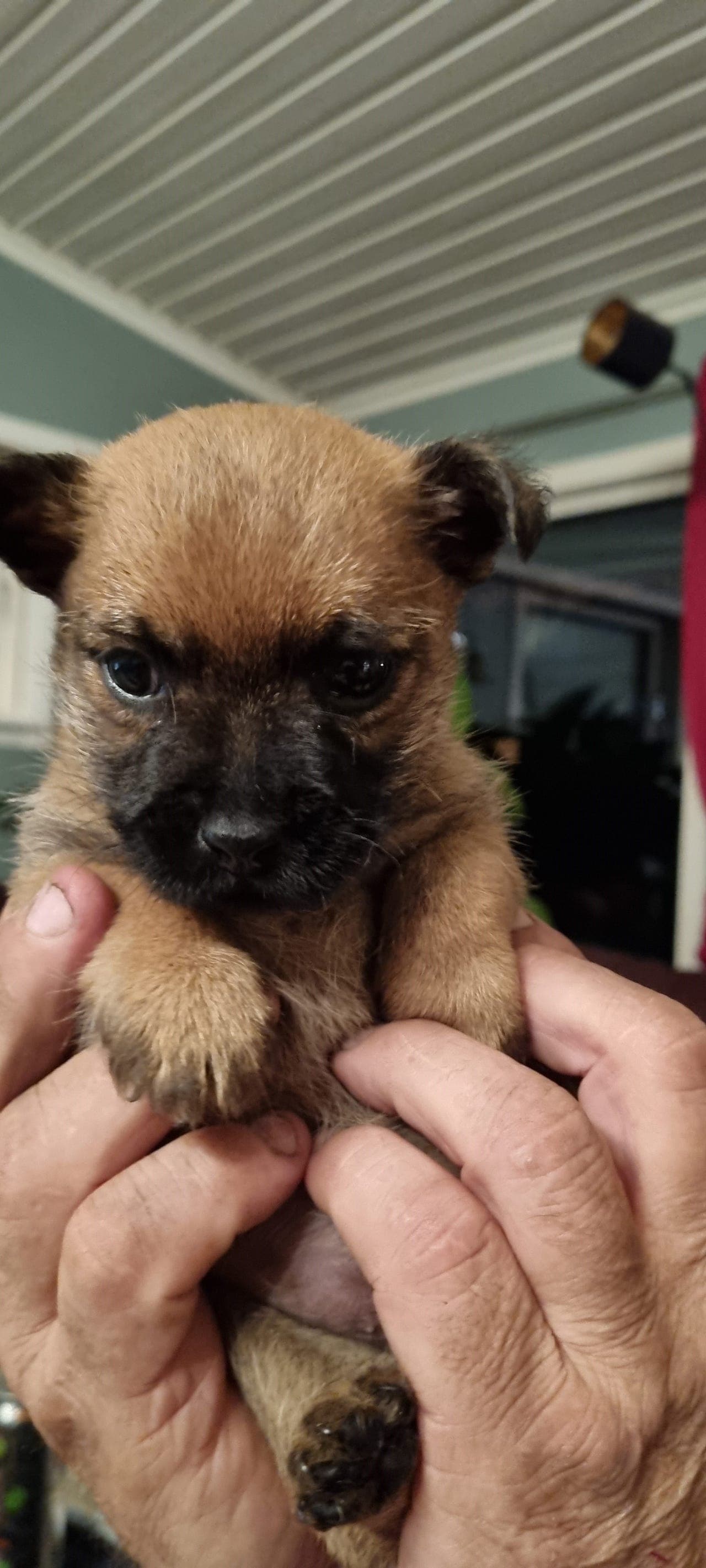 Verdens beste lille kompis - Cairn Terrier