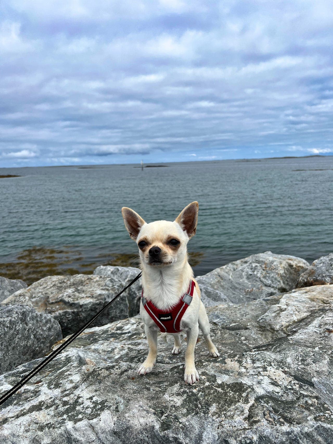 Verdens kuleste Chihuahua gutt m/ stamtavle selges til godt hjem