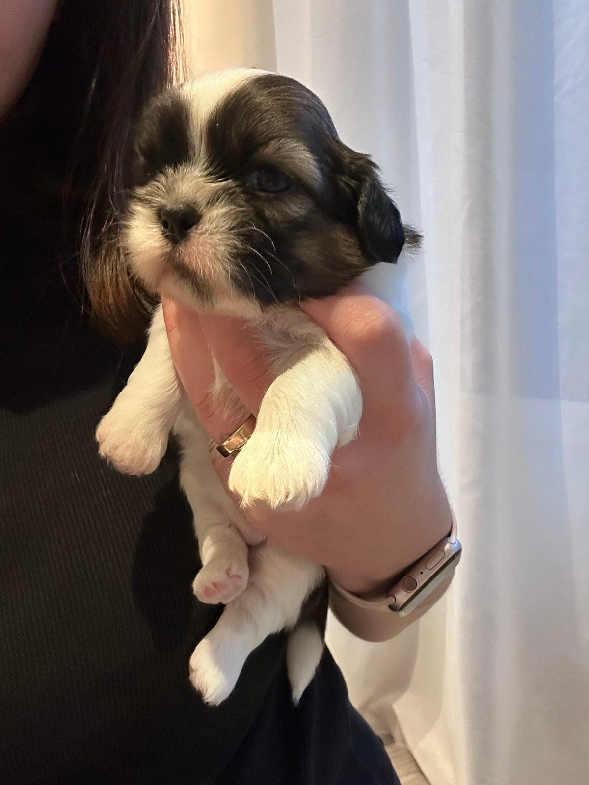 Shih Tzu valper