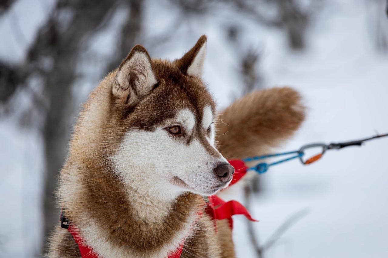 NKK Siberian husky valper (parring gjennomført)
