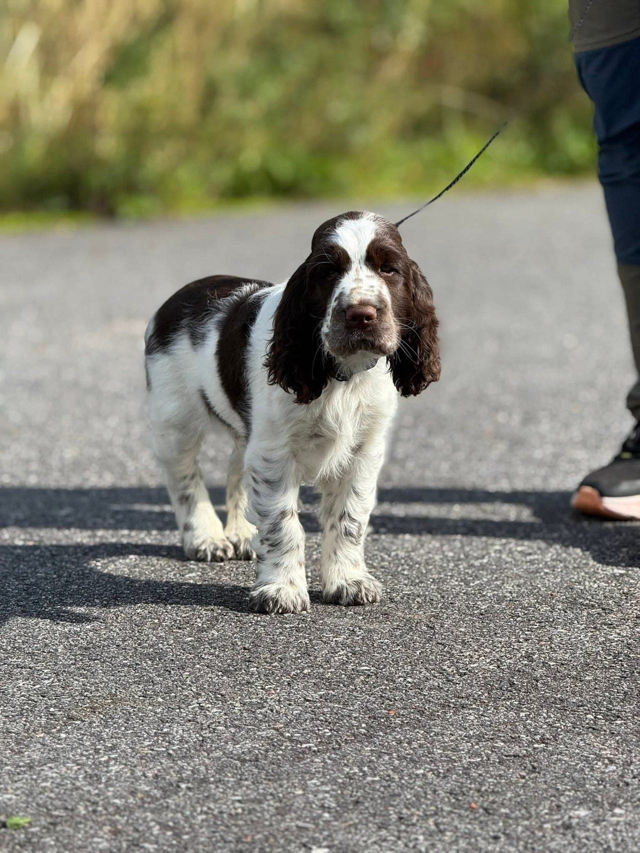 Fantastisk hannvalp Engelsk Springer Spaniel