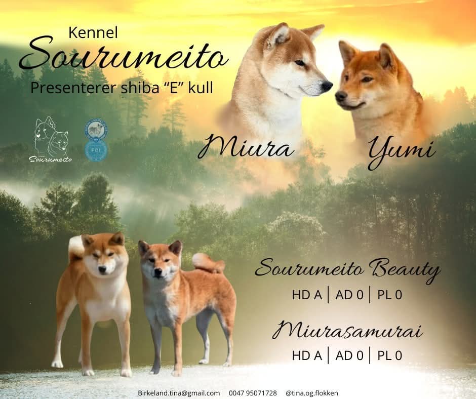 Shiba valper - NKK registrert