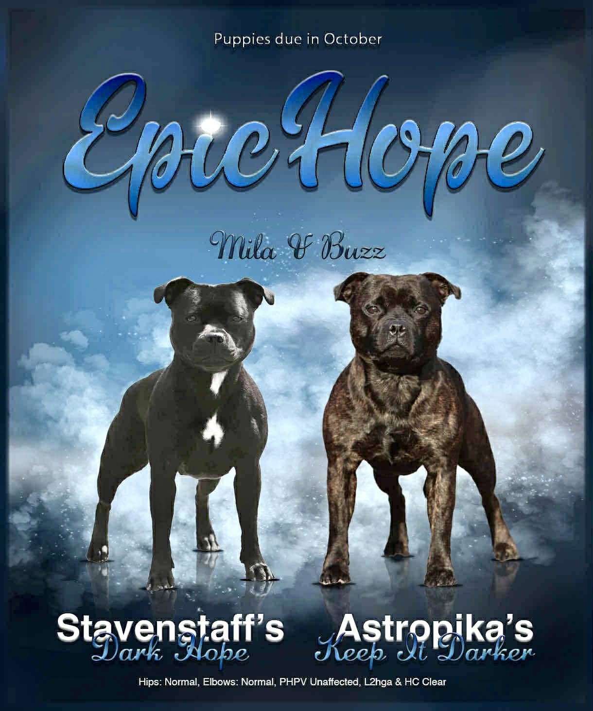 Staffordshire Bull Terrier valper ventes i midten av oktober🍁