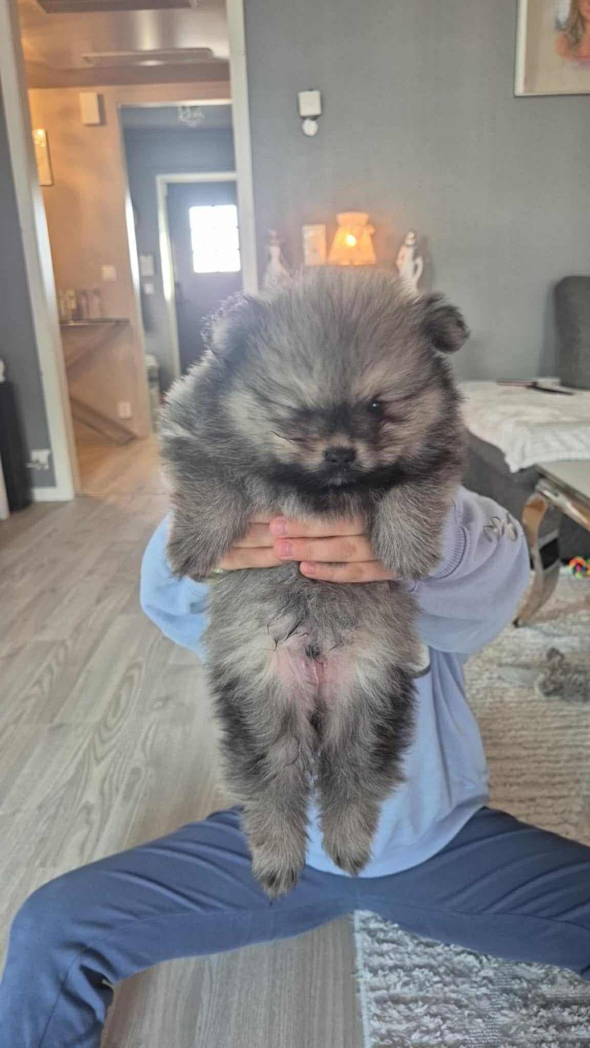 2 pomeranian gutter til salg