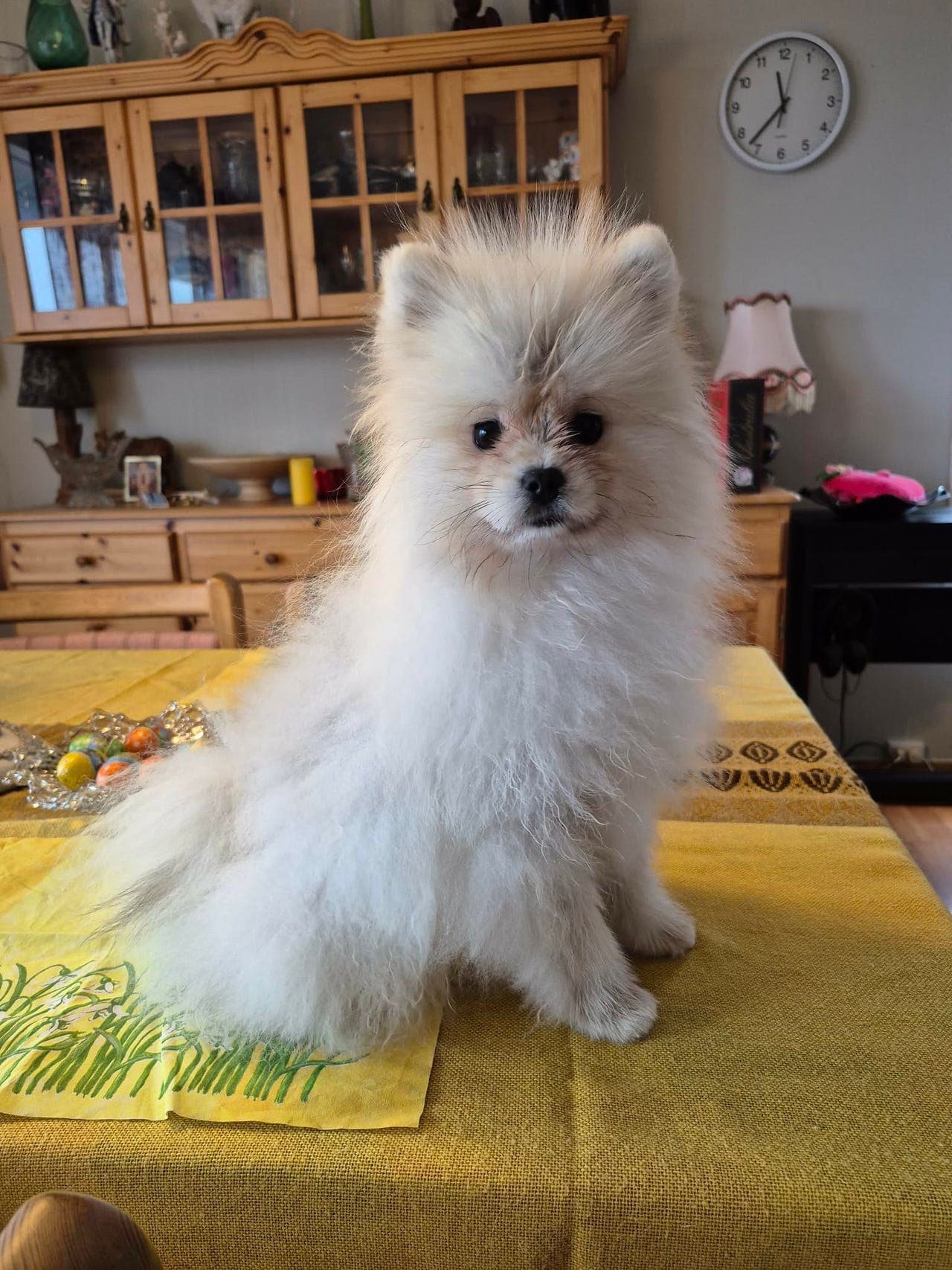 Nydelig renraset Pomeranian-gutt leveringsklar.