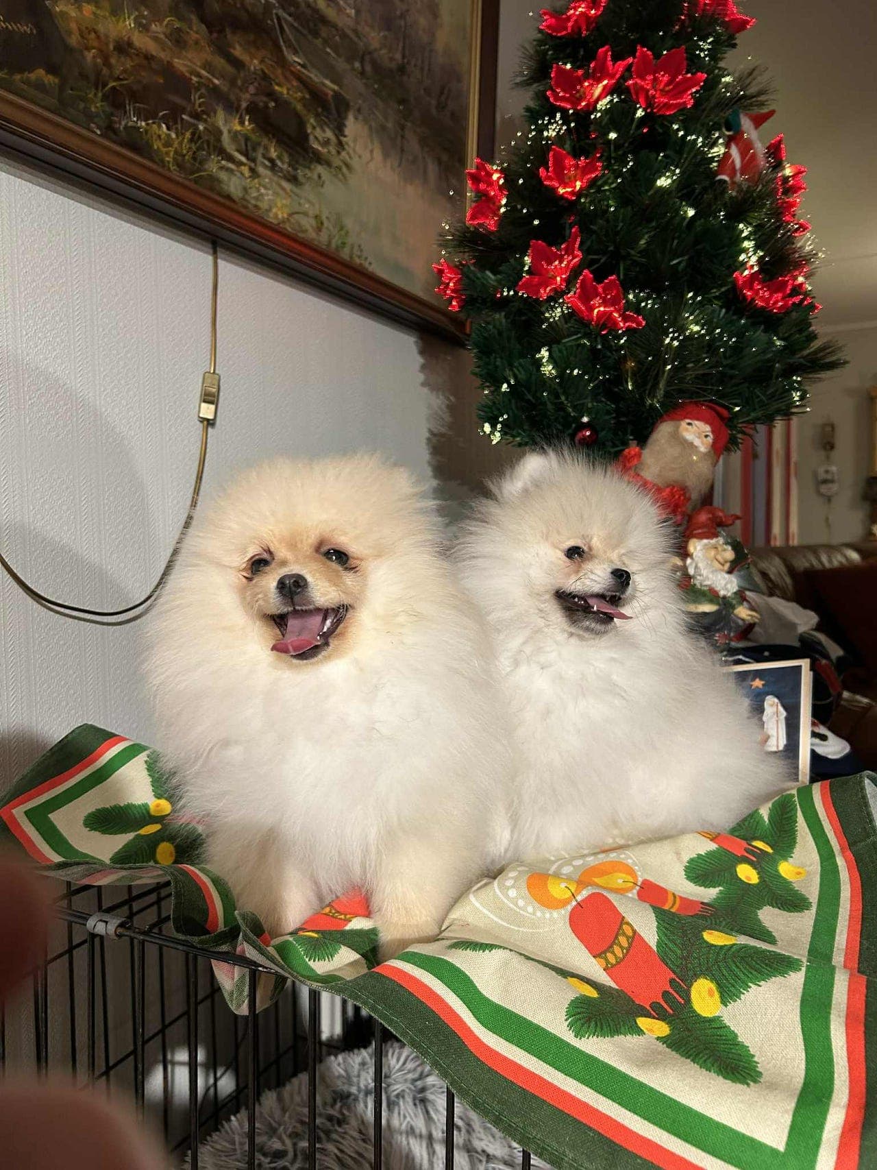 Nydelige renrasede Pomeranian-valper.