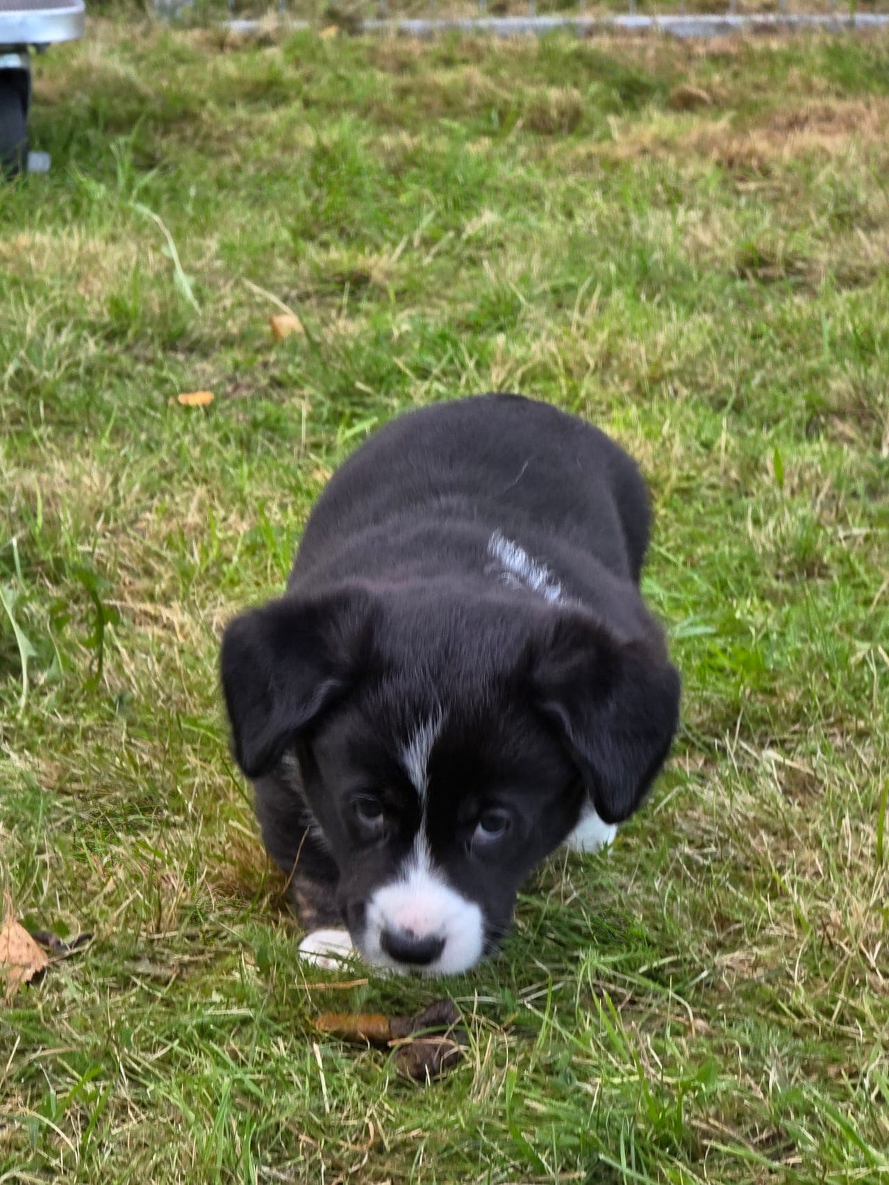 Welsh Corgi cardigan valp til salgs