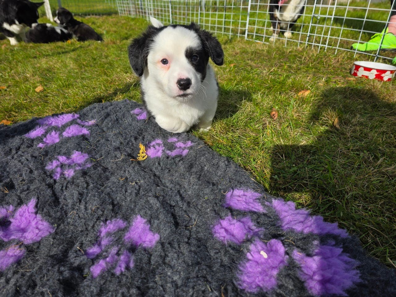 Welsh corgi cardigan hannvalp til salgs