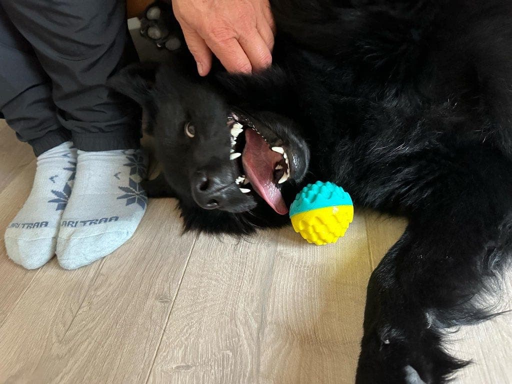 Svensk lapphund hann