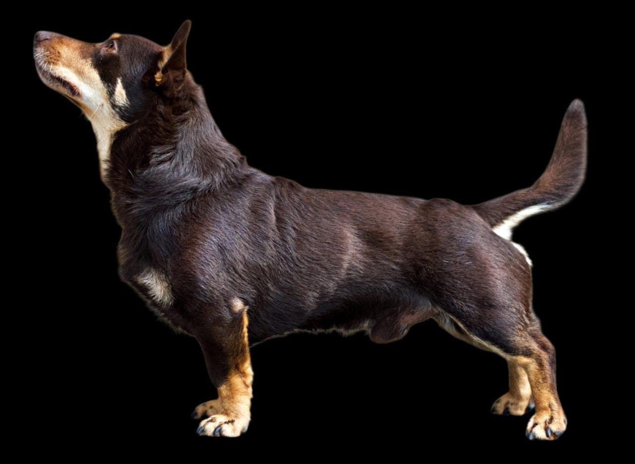 Lancashire Heeler — liten hund, stor motor
