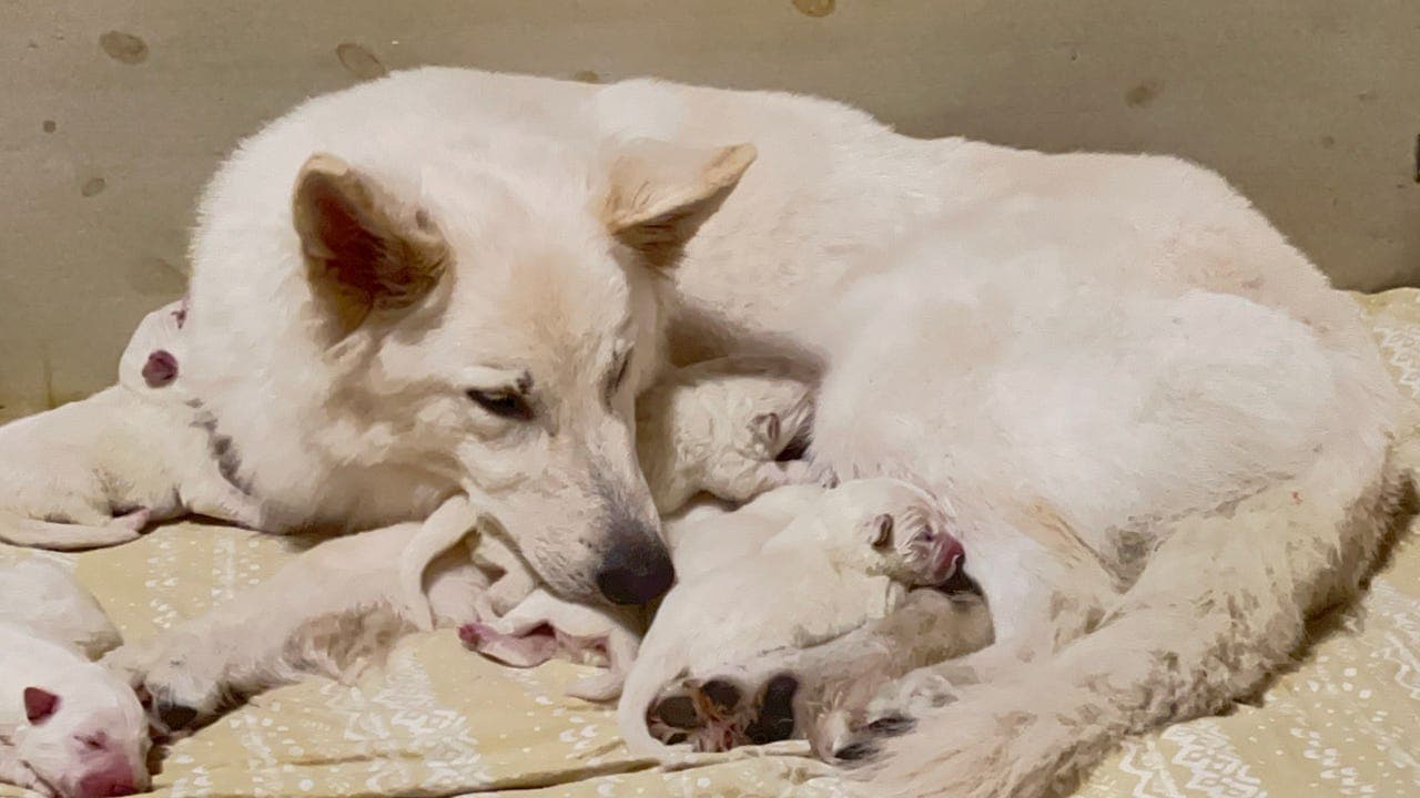 Hvit Gjeterhund-valper selges