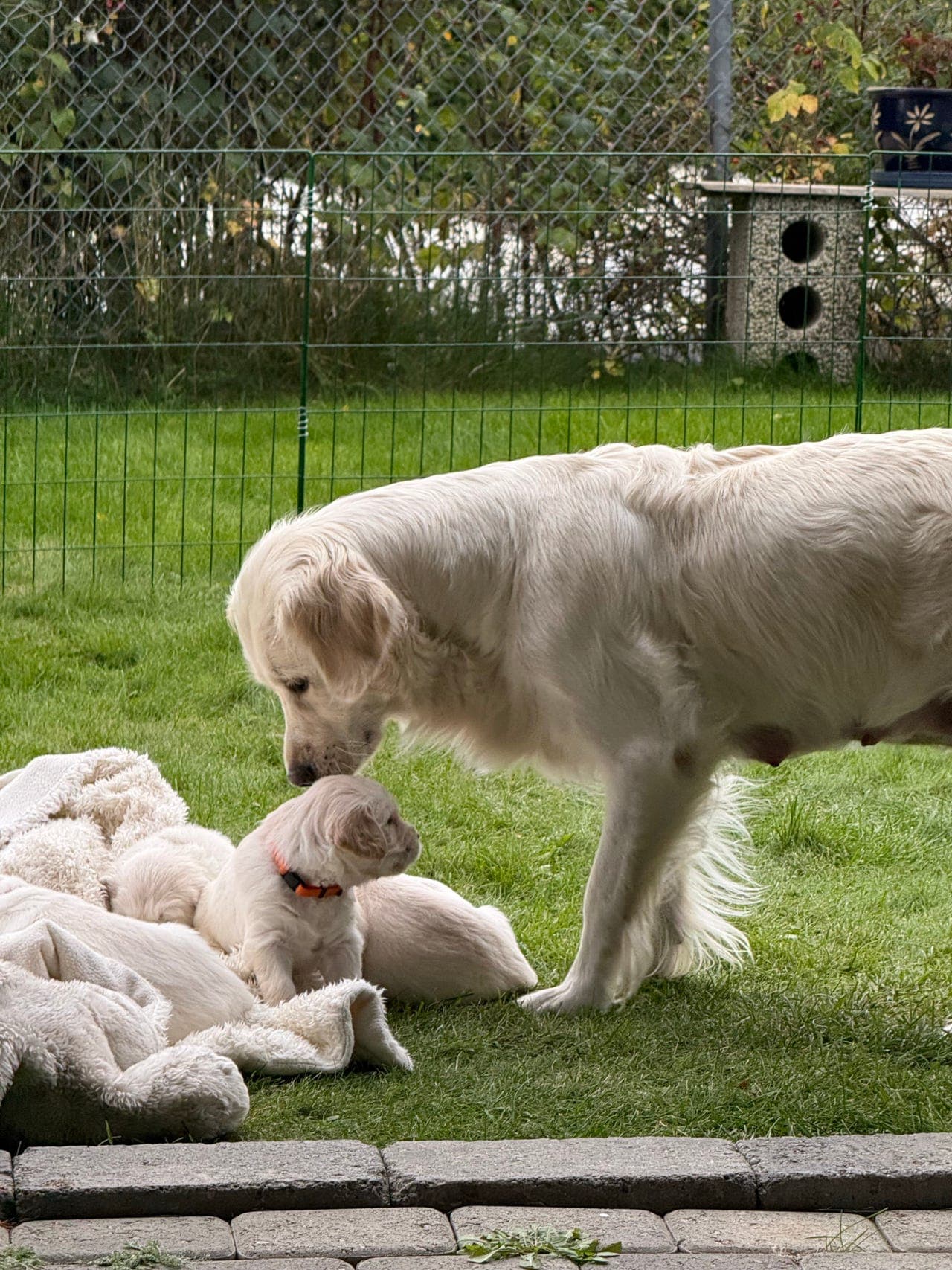 Golden Retriver valp. Kvalitetsavlede med stamtavle.