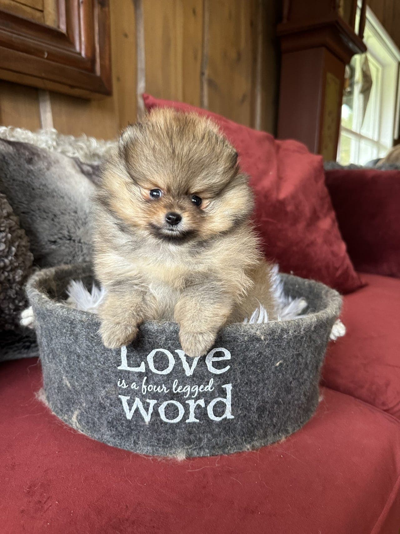 Pomeranian - NKK registrerte hann valper