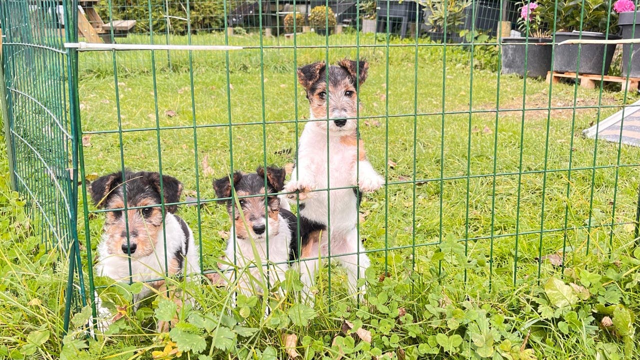 Fox Terrier-valper til salgs – klare for nytt hjem fra 11. oktober!