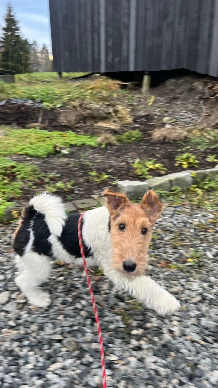 Fox Terrier- hann valp til salgs