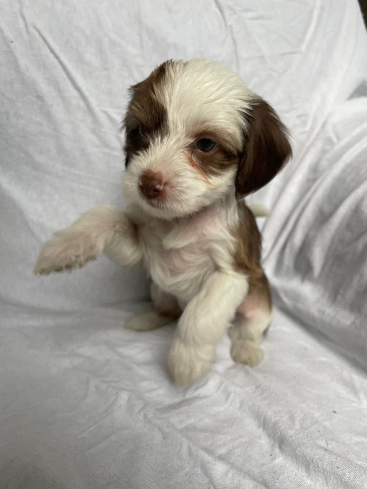 Chinese crested Kvalper