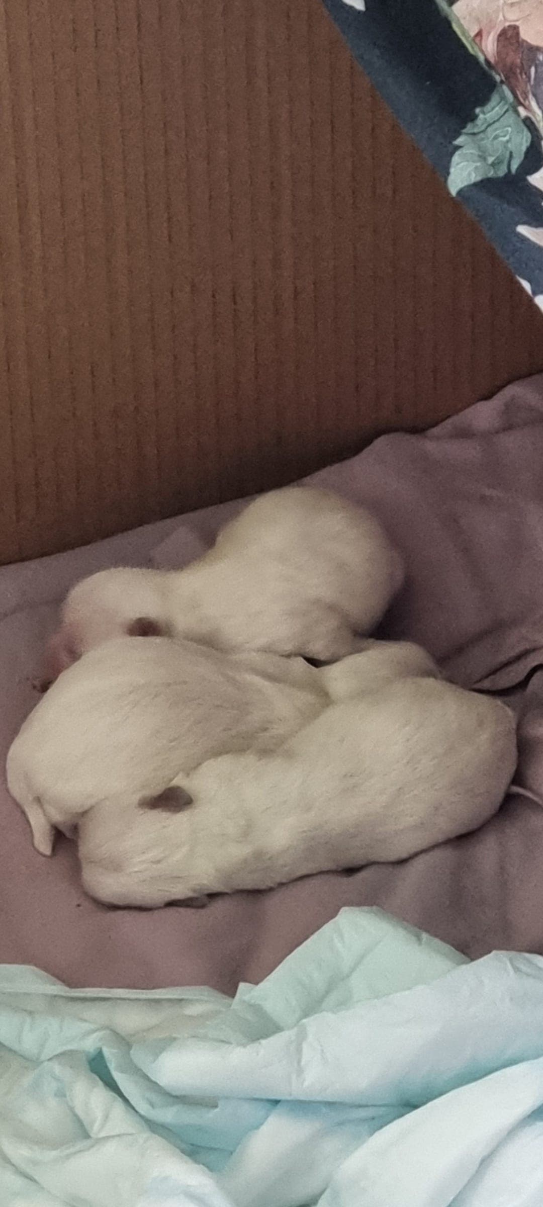 Malteser valper til salgs