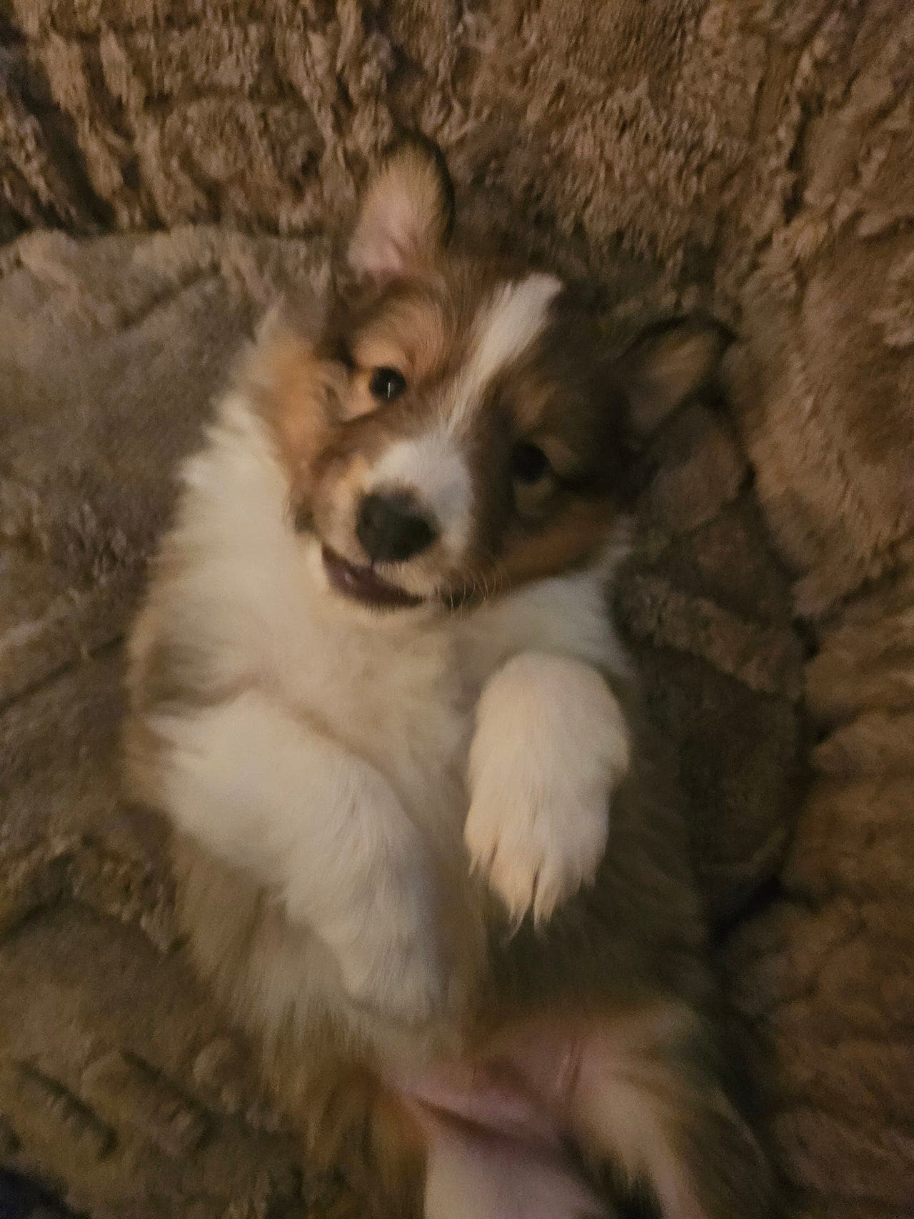 Shetland Sheepdog valper (NYE BILDER)