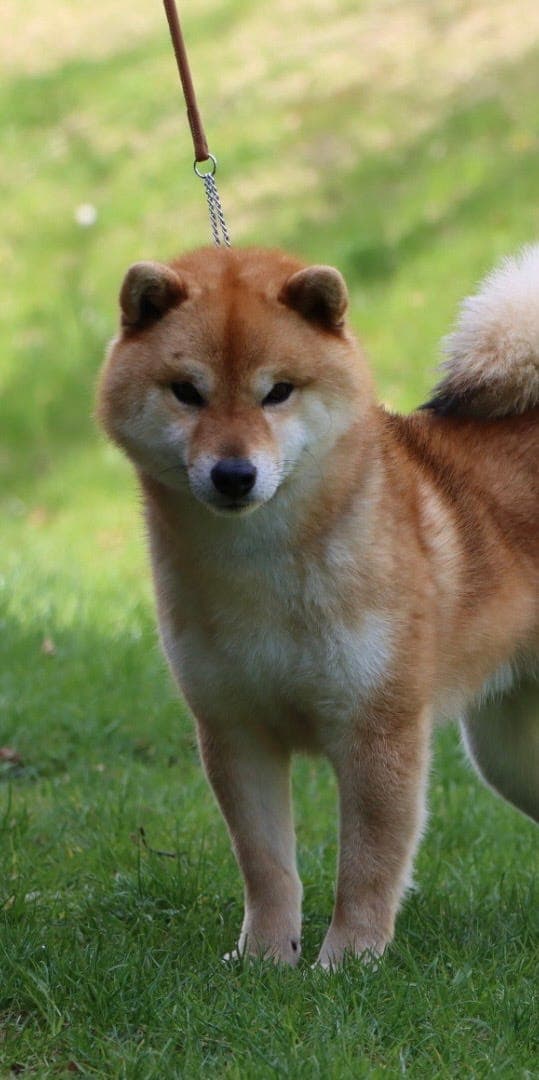 Shiba valper fra Kennel Ølenskjold
