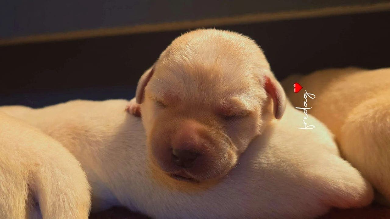 Labrador Retriever valper. Nkk Registrerte!