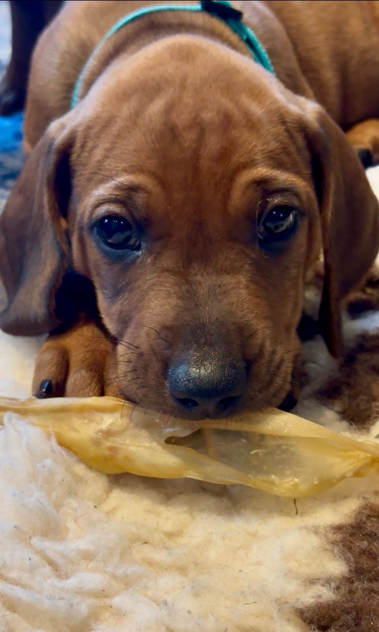 Rhodesian Ridgeback valper