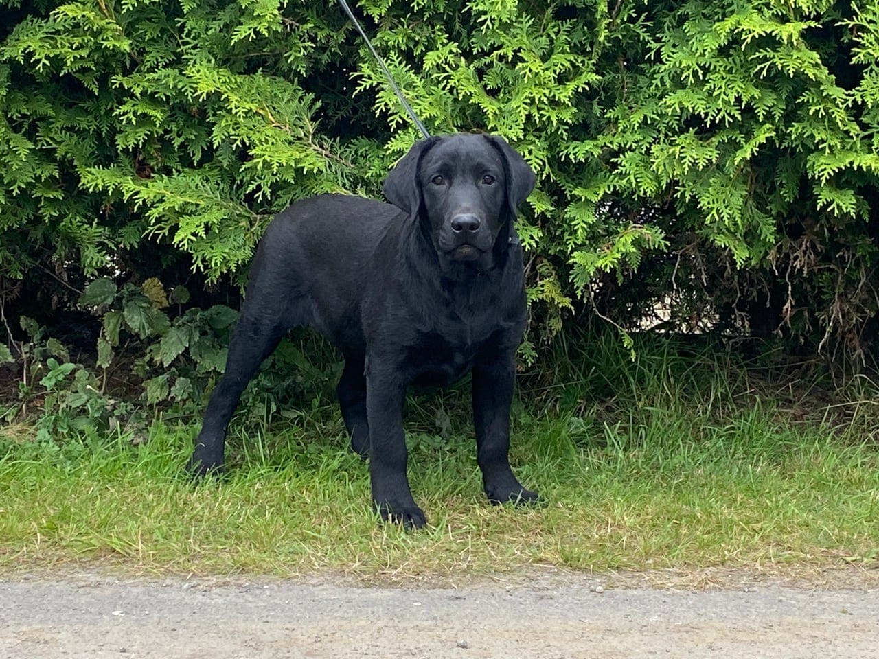 Labrador retriever NKK reg.