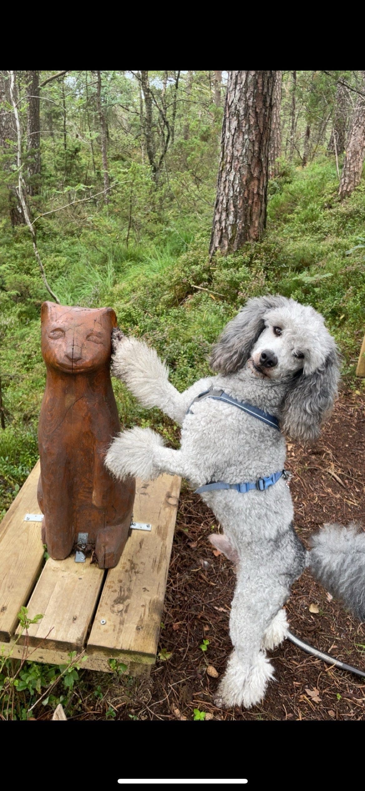 Avlastningshjem søkes til Apollo – en glad mellompuddel på 2,5 år