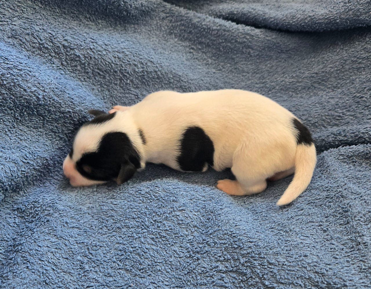 DANSK  SVENSK  GÅRDSHUND