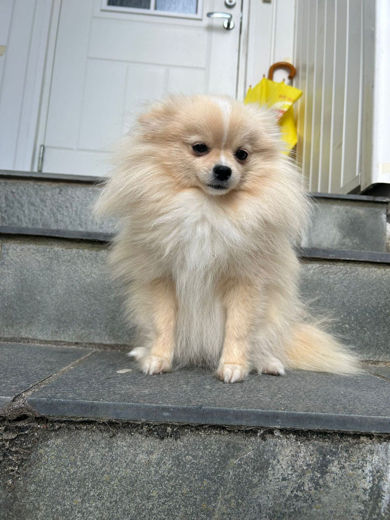 Pomeranian tispe