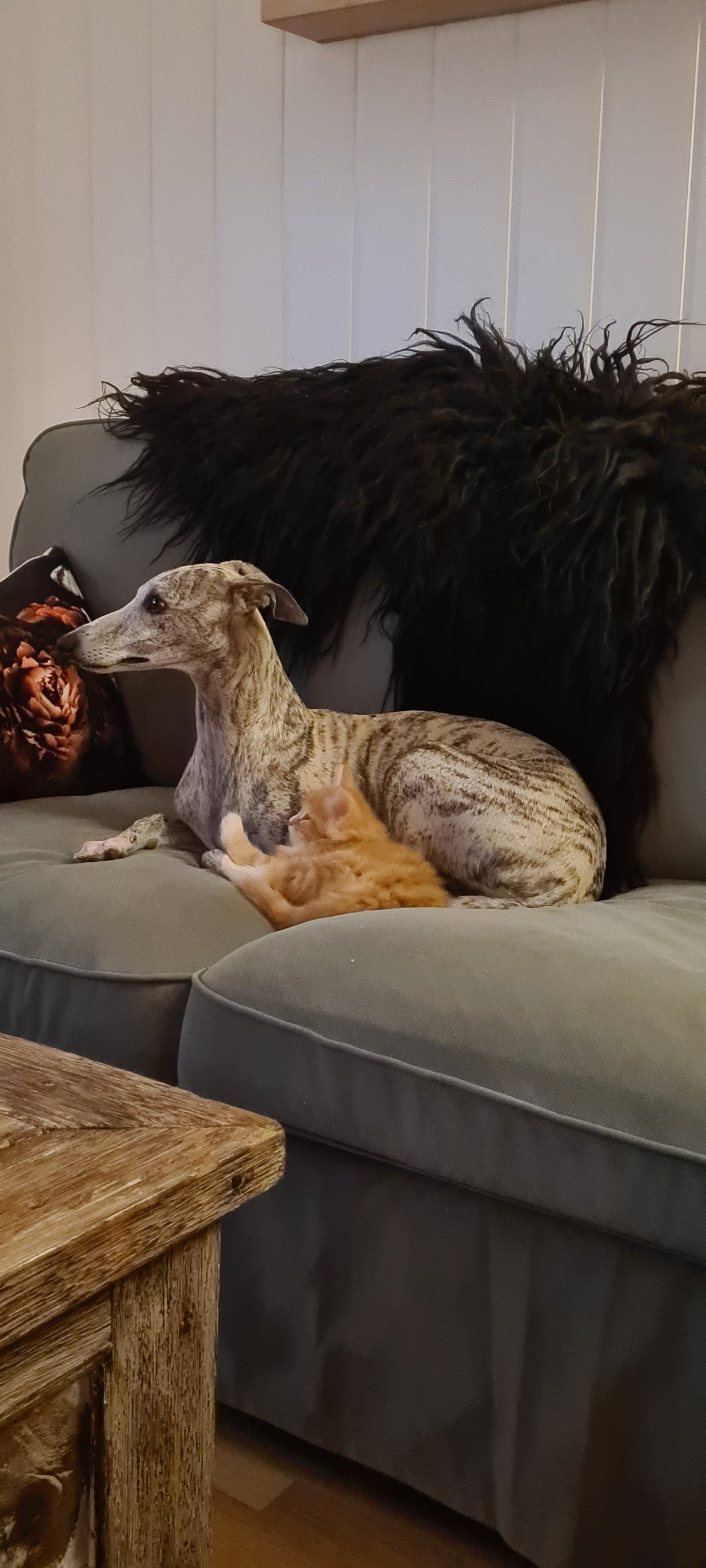 Whippet kull planlagt