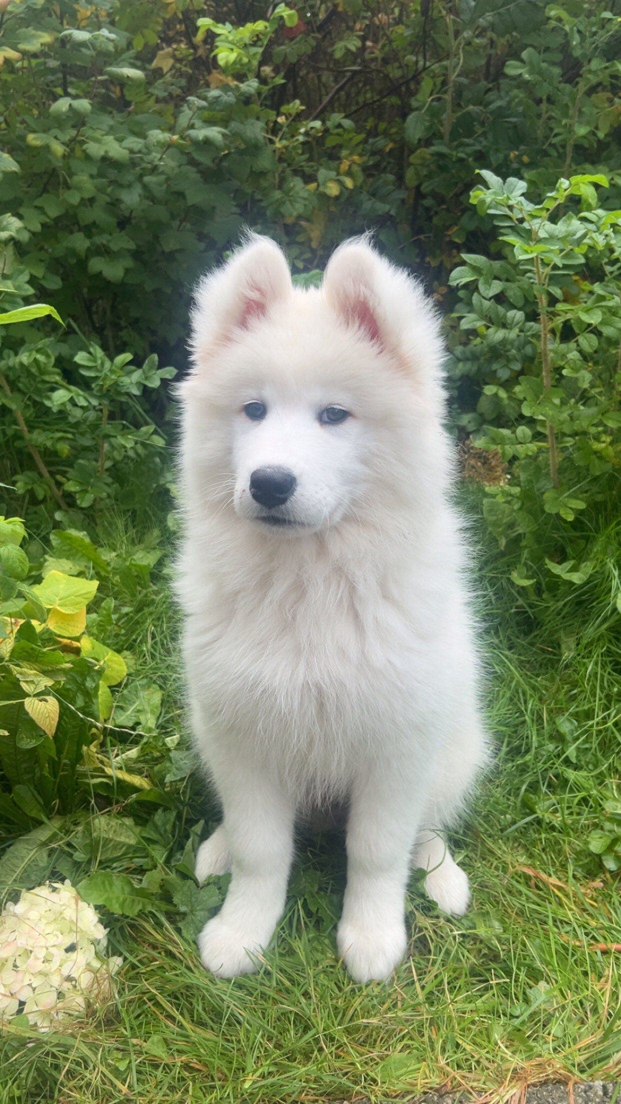 Samojed kvalp leveringsklar!