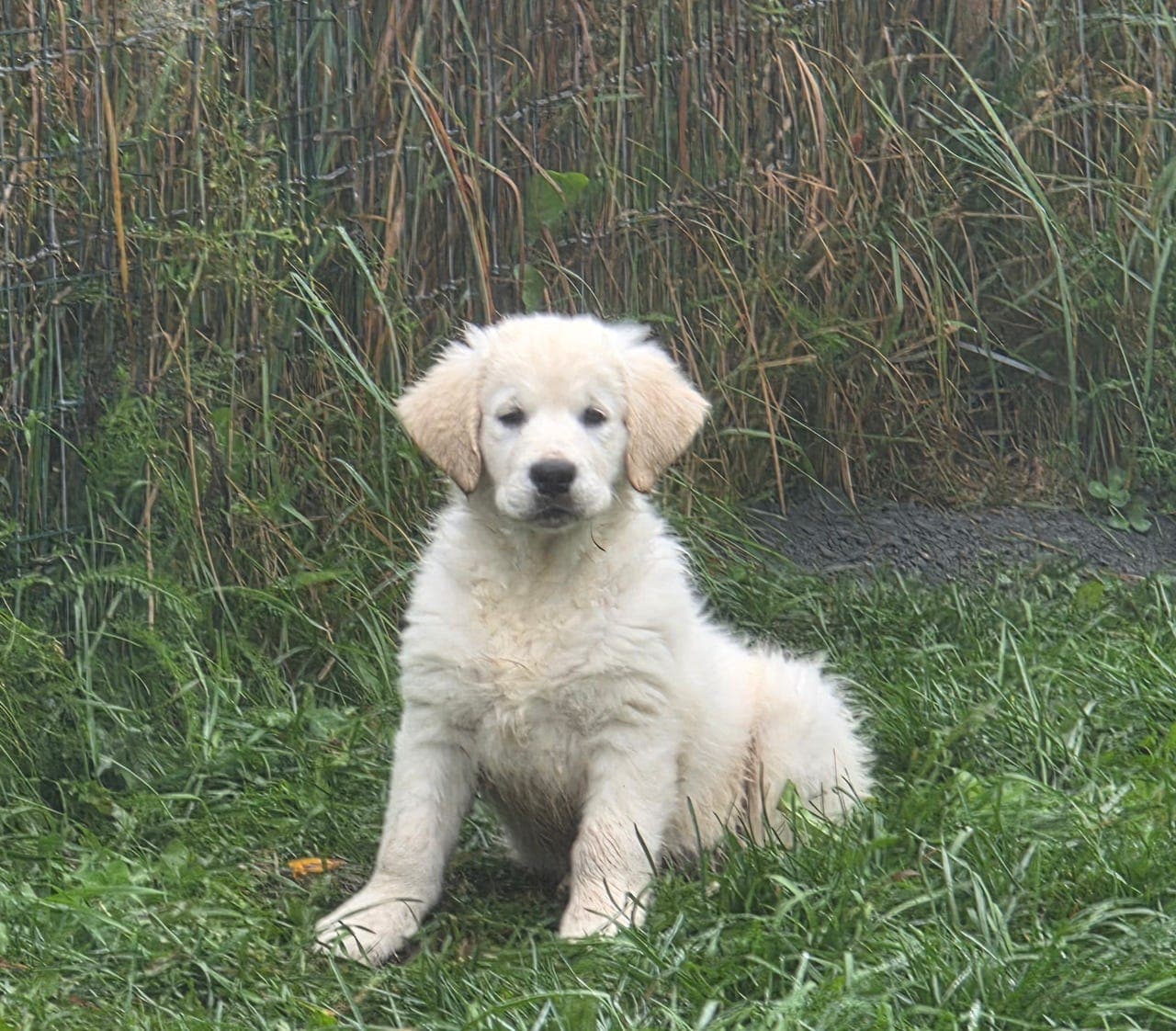 Golden Retriever hannhund til salgs