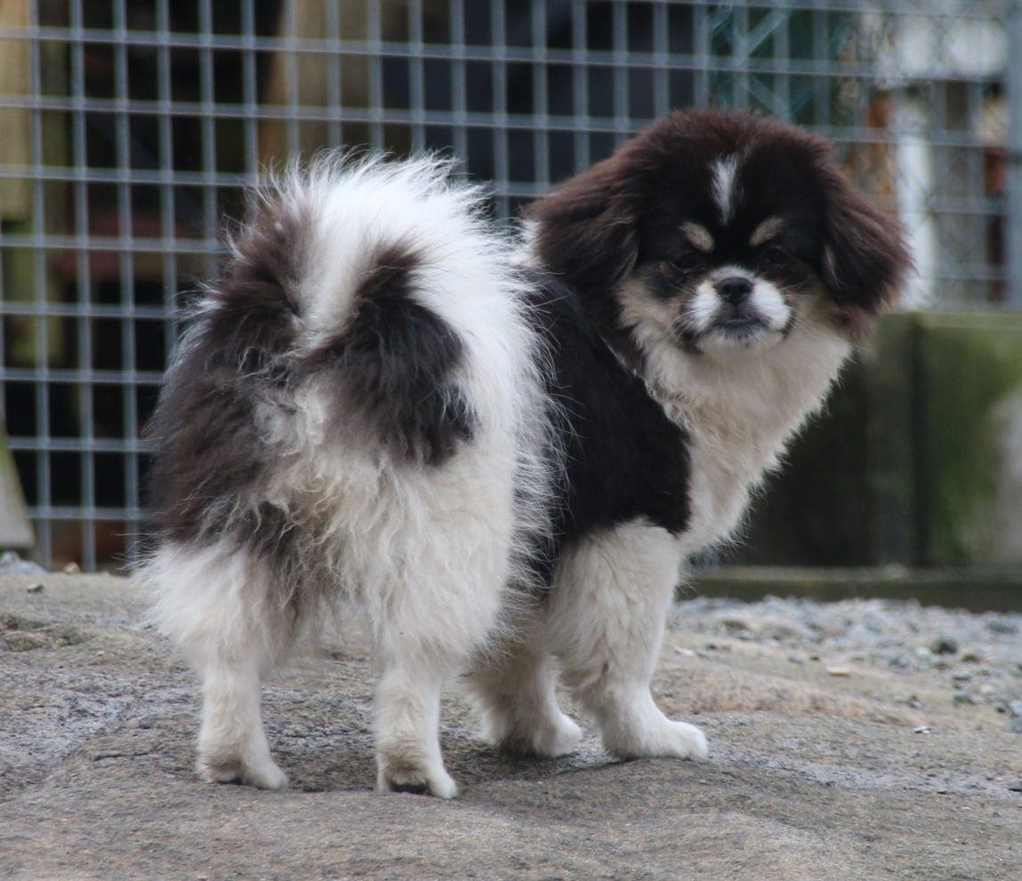Tibetansk spaniel tispe tils.