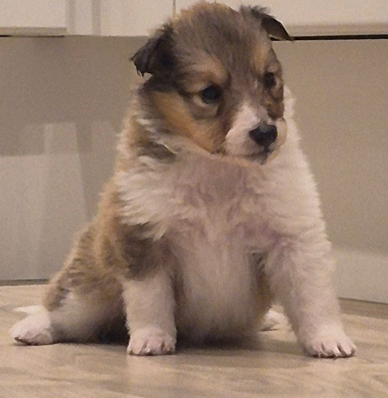 Shetland sheepdog valper
