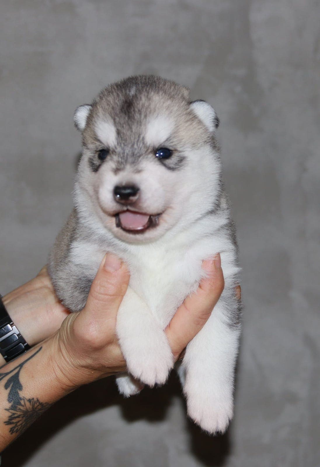 Siberian husky valper NKK/FCI